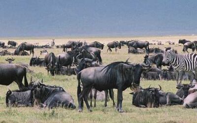 Why zebras are attracted to wildebeests