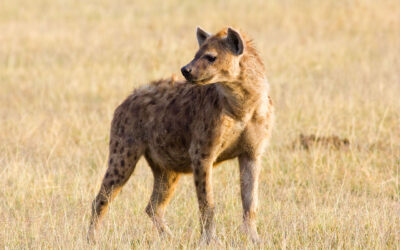 Habitat specialisation by spotted hyena for treeless grassland