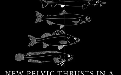 New pelvic thrusts in a fishy world?