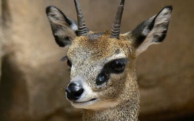 Unexplained convergence of ear flags in klipspringers and buffaloes