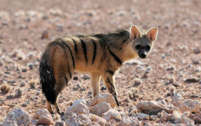 The whispering neck of the aardwolf