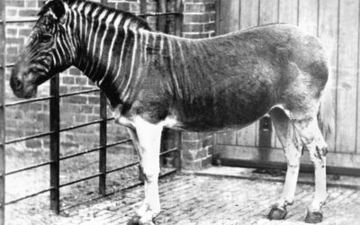 Extinct quagga had a short dark mane