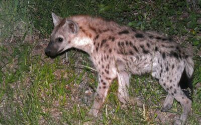 Eye-catching neckline in spotted hyena