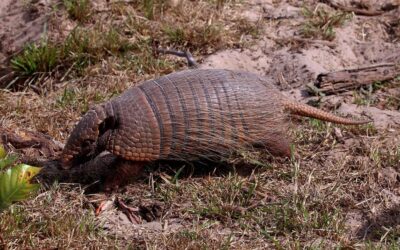 Dental divergence between armadillos and bandicoots