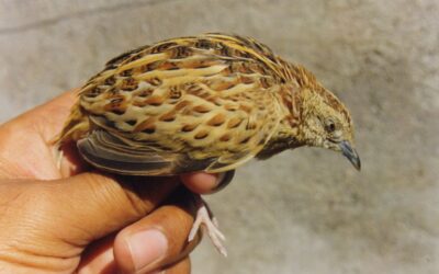 Buttonquails as diminutive versions of flightless giants