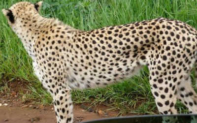 Lion identity collared by cheetah