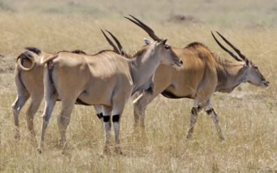 Dual-purpose colouration of common eland