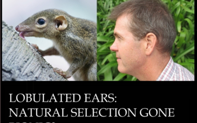Lobulated ears: natural selection gone bionic?