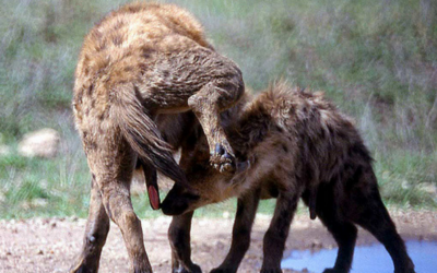 Pseudopenis of spotted hyena is a penis in form but not in function