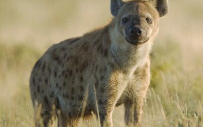 Remarkably puny rather than massive jaws of spotted hyena