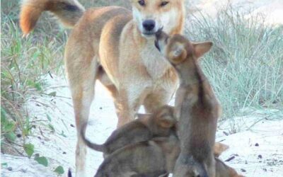 Dingo cannot logically be descended from wolf