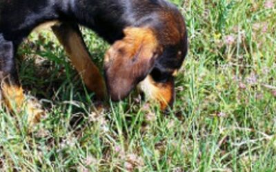 Domestic dog betrays ancestry by grazing