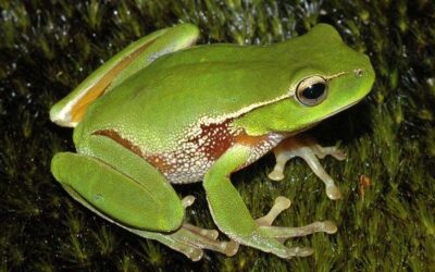 Radiation of Australasian treefrogs (genus Litoria)