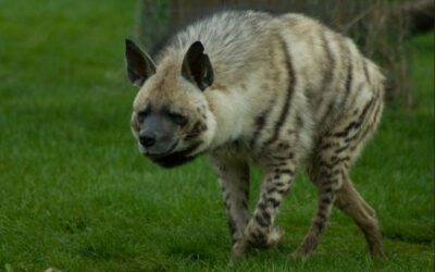 Striping makes even a hyena photogenic