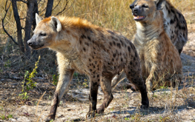 Clitoris and udder in spotted hyena signify social inferiority