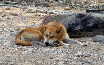 Canine duality as both herd and herd-dog