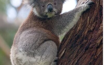 Koala is eucalypt-hyrax rather than Antipodean sloth