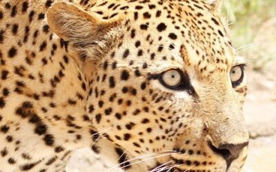 Rapid miniaturisation of leopard in southern Africa