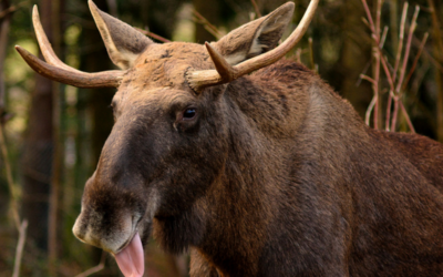 Ear language in moose