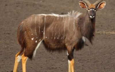 White crests are symbols of different stripes among antelopes