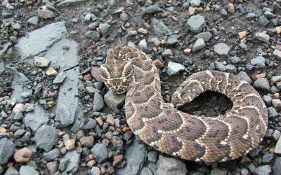 A large adder full of olfactory surprises