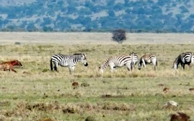 Camouflage along different lines in zebras