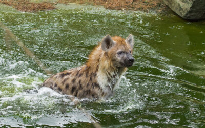 Aquatic affinity of spotted hyena