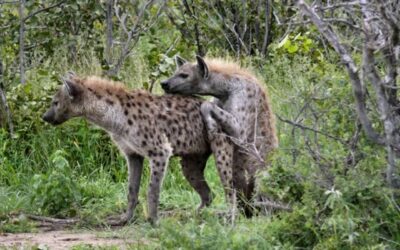 What unisex really means to the spotted hyena