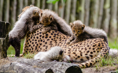 Chimaera-mimicry in juvenile cheetah