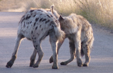 Virtual ranking in the spotted hyena