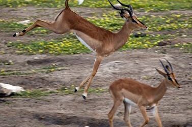 Confusing versus clarifying flight-displays in impalas