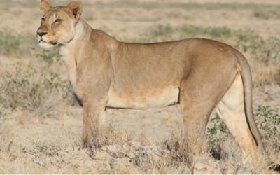 Effeminate make-up in adolescent male lion