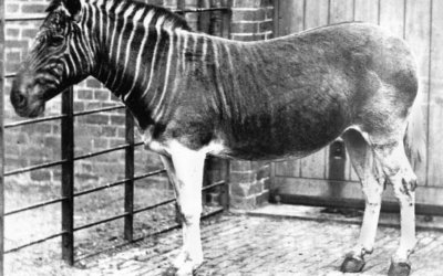 Extinct quagga a dark horse at several levels