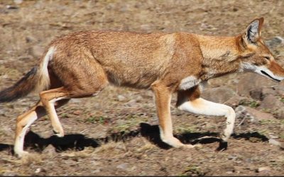 The Ethiopian wolf’s white gloves