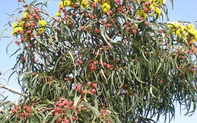 Pyree growth-form in eucalypts