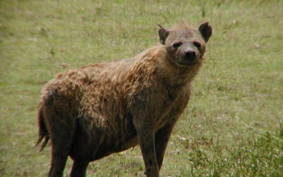 Mammary bounty reveals maternal failure in spotted hyena