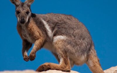 Evolutionary divergence between rock hyraxes and rock-wallabies