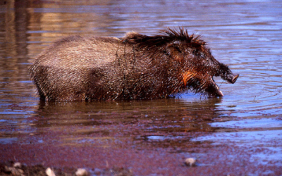 Puzzling failure of wild boar to colonise Mediterranean islands