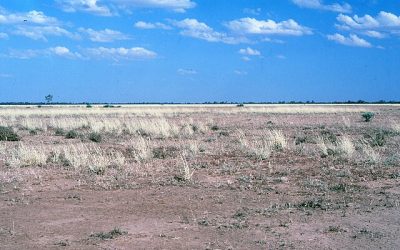 A grazing bird under the marsupial radar