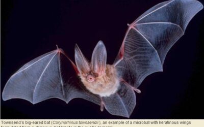 The failure of bats in New Zealand