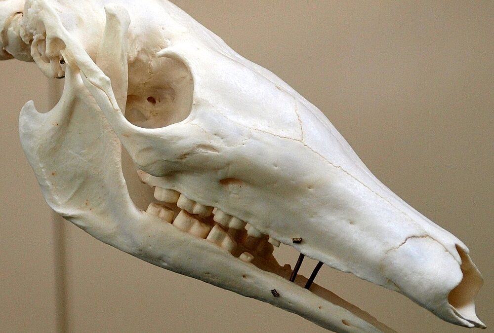 Orycteropus afer Skull by OpenCage